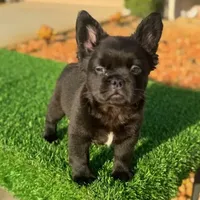 Mickey, a male French Bulldog for sale in Lakeland, FL – Photo 2 of 3