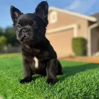 Mickey, a male French Bulldog for sale in Lakeland, FL – Photo 3 of 3