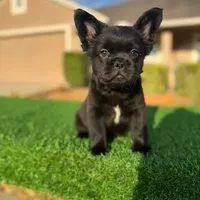 Mickey, a male French Bulldog for sale in Lakeland, FL – Photo 1 of 3