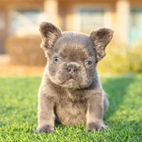 Lilac Fluffy, a female French Bulldog for sale in Lakeland, FL – Photo 1 of 3