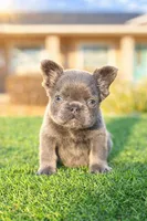 Lilac Fluffy, a female French Bulldog for sale in Lakeland, FL – Photo 1 of 2