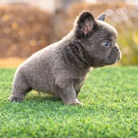 Lilac Fluffy, a female French Bulldog for sale in Lakeland, FL – Photo 2 of 3