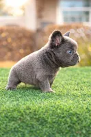 Lilac Fluffy, a female French Bulldog for sale in Lakeland, FL – Photo 2 of 2
