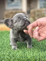 Lilac Fluffy, a female French Bulldog for sale in Lakeland, FL – Photo 3 of 3