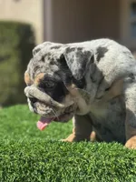Blue, a male English Bulldog for sale in Lakeland, FL – Photo 1 of 5