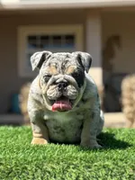 Blue, a male English Bulldog for sale in Lakeland, FL – Photo 4 of 5