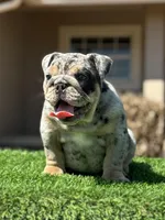 Blue, a male English Bulldog for sale in Lakeland, FL – Photo 2 of 5