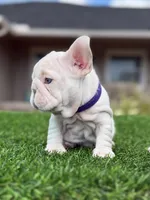 Purple, a female French Bulldog for sale in Lakeland, FL – 3 of 5