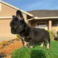Floyd, a male French Bulldog for sale in Lakeland, FL – Photo 2 of 3