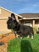 Floyd, a male French Bulldog for sale in Lakeland, FL – Photo 2 of 3