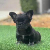 Floyd, a male French Bulldog for sale in Lakeland, FL – Photo 1 of 3