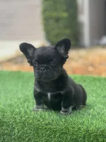 Floyd, a male French Bulldog for sale in Lakeland, FL – Photo 1 of 3