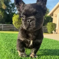 Floyd, a male French Bulldog for sale in Lakeland, FL – Photo 3 of 3