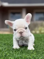 Purple, a female French Bulldog for sale in Lakeland, FL – 1 of 5