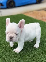 Pinky, a female French Bulldog for sale in Lakeland, FL – 2 of 3