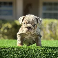 Cardi, a female English Bulldog for sale in Lakeland, FL – Photo 3 of 3