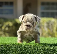 Cardi, a female English Bulldog for sale in Lakeland, FL – Photo 3 of 3