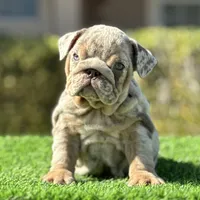 Cardi, a female English Bulldog for sale in Lakeland, FL – Photo 1 of 3