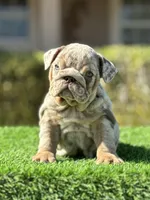 Cardi, a female English Bulldog for sale in Lakeland, FL – Photo 1 of 3
