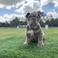 Blaze, a male English Bulldog for sale in Lakeland, FL – Photo 1 of 3