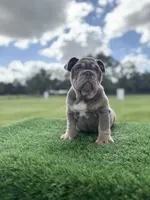 Blaze, a male English Bulldog for sale in Lakeland, FL – Photo 1 of 3
