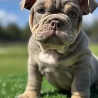 Blaze, a male English Bulldog for sale in Lakeland, FL – Photo 3 of 3