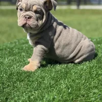 Blaze, a male English Bulldog for sale in Lakeland, FL – Photo 2 of 3