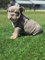 Blaze, a male English Bulldog for sale in Lakeland, FL – Photo 2 of 3