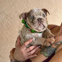 Spice, a female English Bulldog for sale in Lakeland, FL – Photo 4 of 4