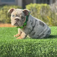 Spice, a female English Bulldog for sale in Lakeland, FL – Photo 2 of 4