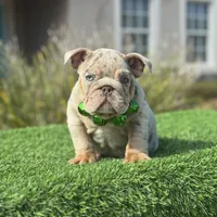 Spice, a female English Bulldog for sale in Lakeland, FL – Photo 3 of 4