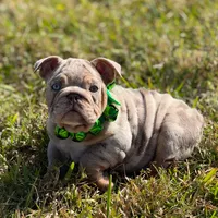 Spice, a female English Bulldog for sale in Lakeland, FL – Photo 1 of 4