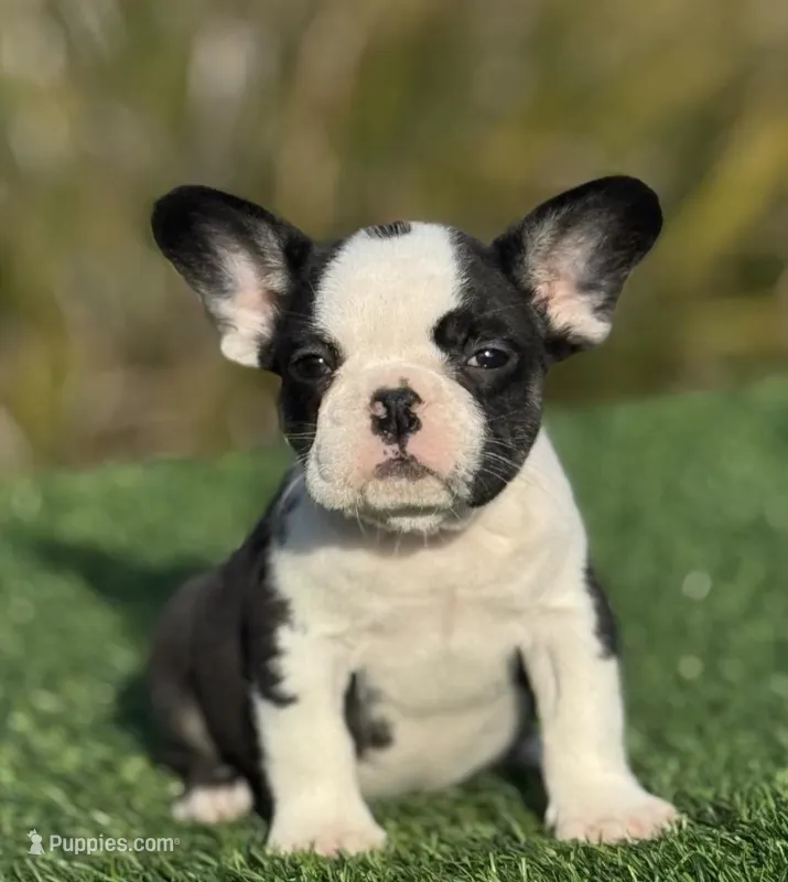 Husky Girl, a female French Bulldog for sale in Lakeland, FL – Photo 1 of 4