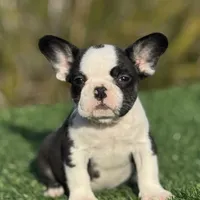 Husky Girl, a female French Bulldog for sale in Lakeland, FL – Photo 1 of 4