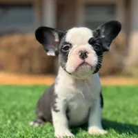 Husky Girl, a female French Bulldog for sale in Lakeland, FL – Photo 2 of 4