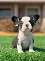 Husky Girl, a female French Bulldog for sale in Lakeland, FL – Photo 2 of 4