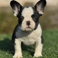 Husky Girl, a female French Bulldog for sale in Lakeland, FL – Photo 4 of 4