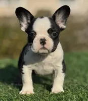 Husky Girl, a female French Bulldog for sale in Lakeland, FL – Photo 4 of 4