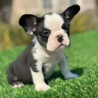 Husky Girl, a female French Bulldog for sale in Lakeland, FL – Photo 3 of 4