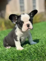 Husky Girl, a female French Bulldog for sale in Lakeland, FL – Photo 3 of 4