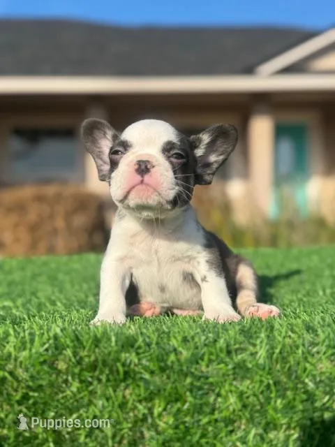 Charlie Brown – French Bulldog puppy for sale in Lakeland, FL