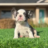 Charlie Brown, a male French Bulldog for sale in Lakeland, FL – Photo 1 of 2