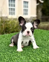 Charlie Brown, a male French Bulldog for sale in Lakeland, FL – Photo 2 of 2