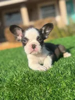 Charlie Brown, a male French Bulldog for sale in Lakeland, FL – Photo 1 of 2
