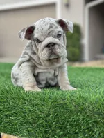 English, a female English Bulldog for sale in Lakeland, FL – Photo 1 of 2