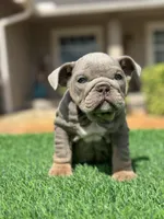 English, a female English Bulldog for sale in Lakeland, FL – Photo 2 of 2