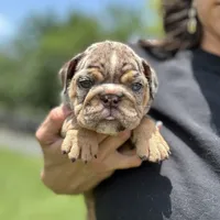 Chocolate merle, a female English Bulldog for sale in Lakeland, FL – Photo 1 of 4