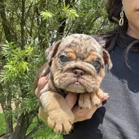 Chocolate merle, a female English Bulldog for sale in Lakeland, FL – Photo 2 of 4