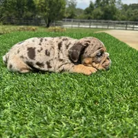 Chocolate merle, a female English Bulldog for sale in Lakeland, FL – Photo 4 of 4