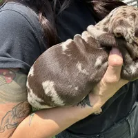 Chocolate merle, a female English Bulldog for sale in Lakeland, FL – Photo 3 of 4